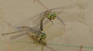 1-1-17-mating-dragonflies-3-copy