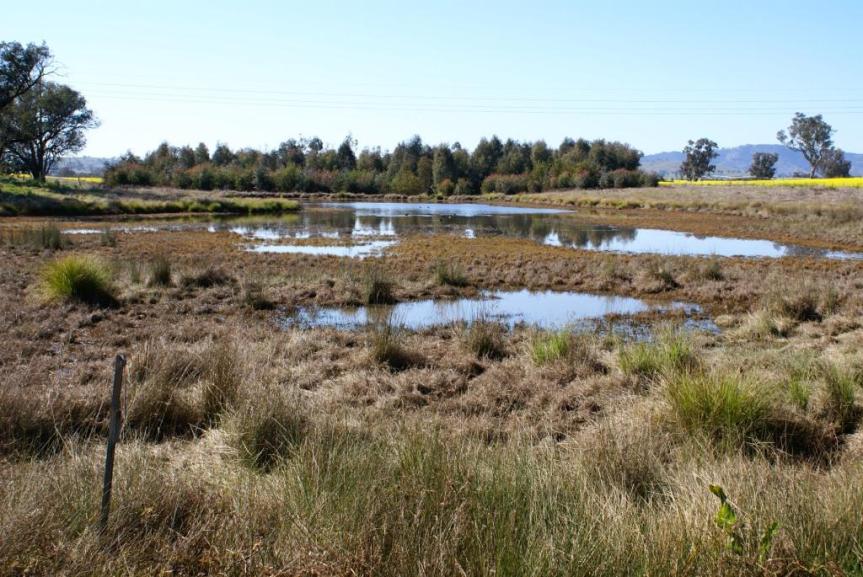 Farm dams – wetland refuges during heatwaves