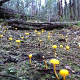 yellow-fungi