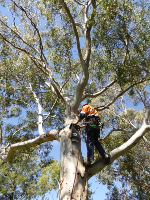 installation-of-microbat-box-no-22-in-a-large-red-gum